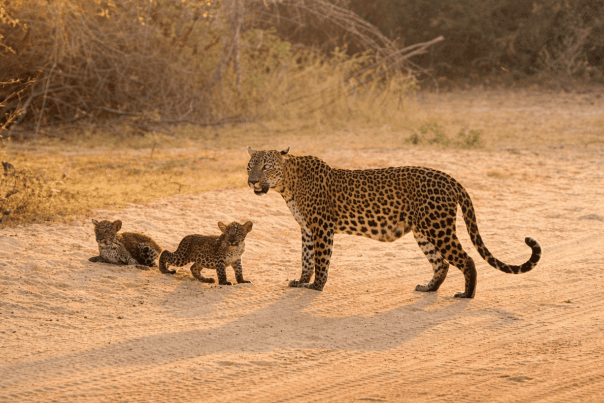 Wild Heart Safari