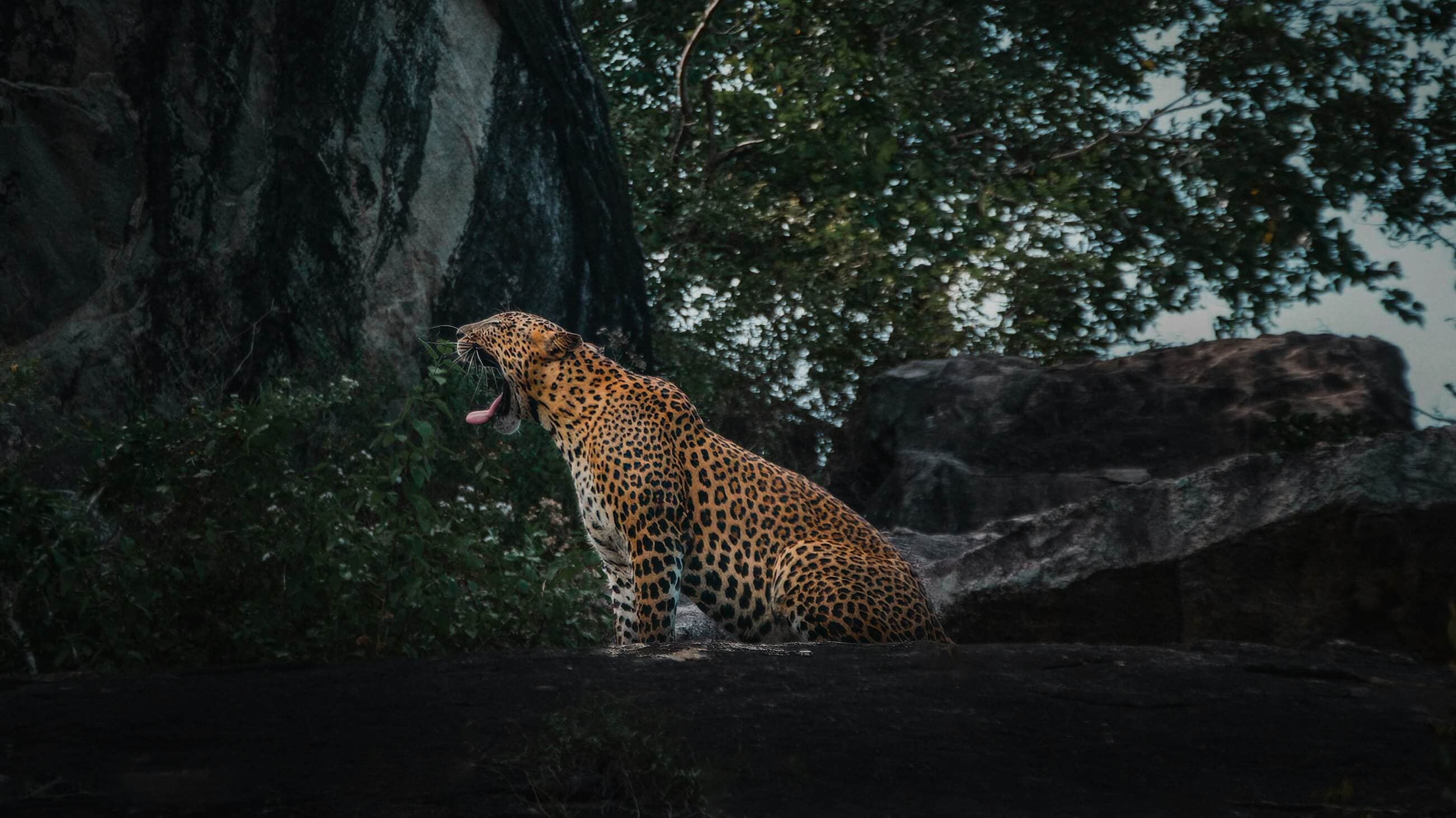 Wild Yala